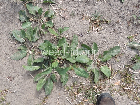 pepperweed, perennial